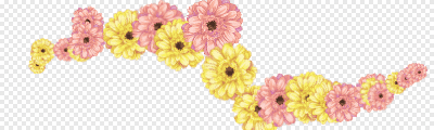 hb-Gerbera (Color)