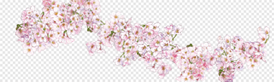 hb-Cherry blossom
