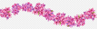 hb-Azalea (pink)