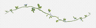Ivy1