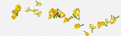 Flower-Freesia