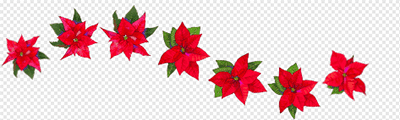 Poinsettia (red)